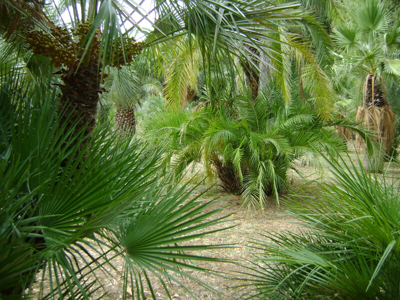 Palm Trees in Garden — Green, Tropical