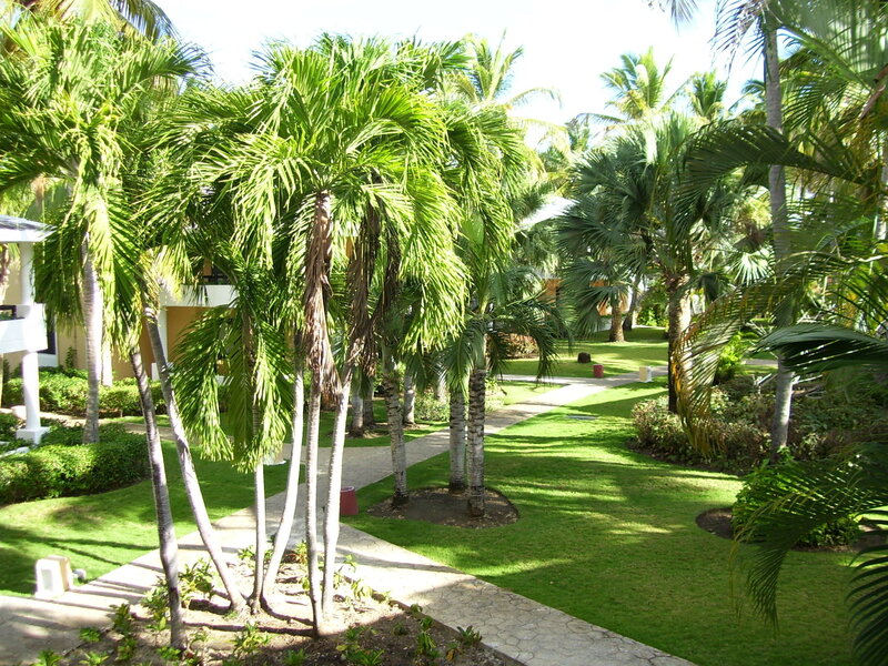 Palm Trees in Garden