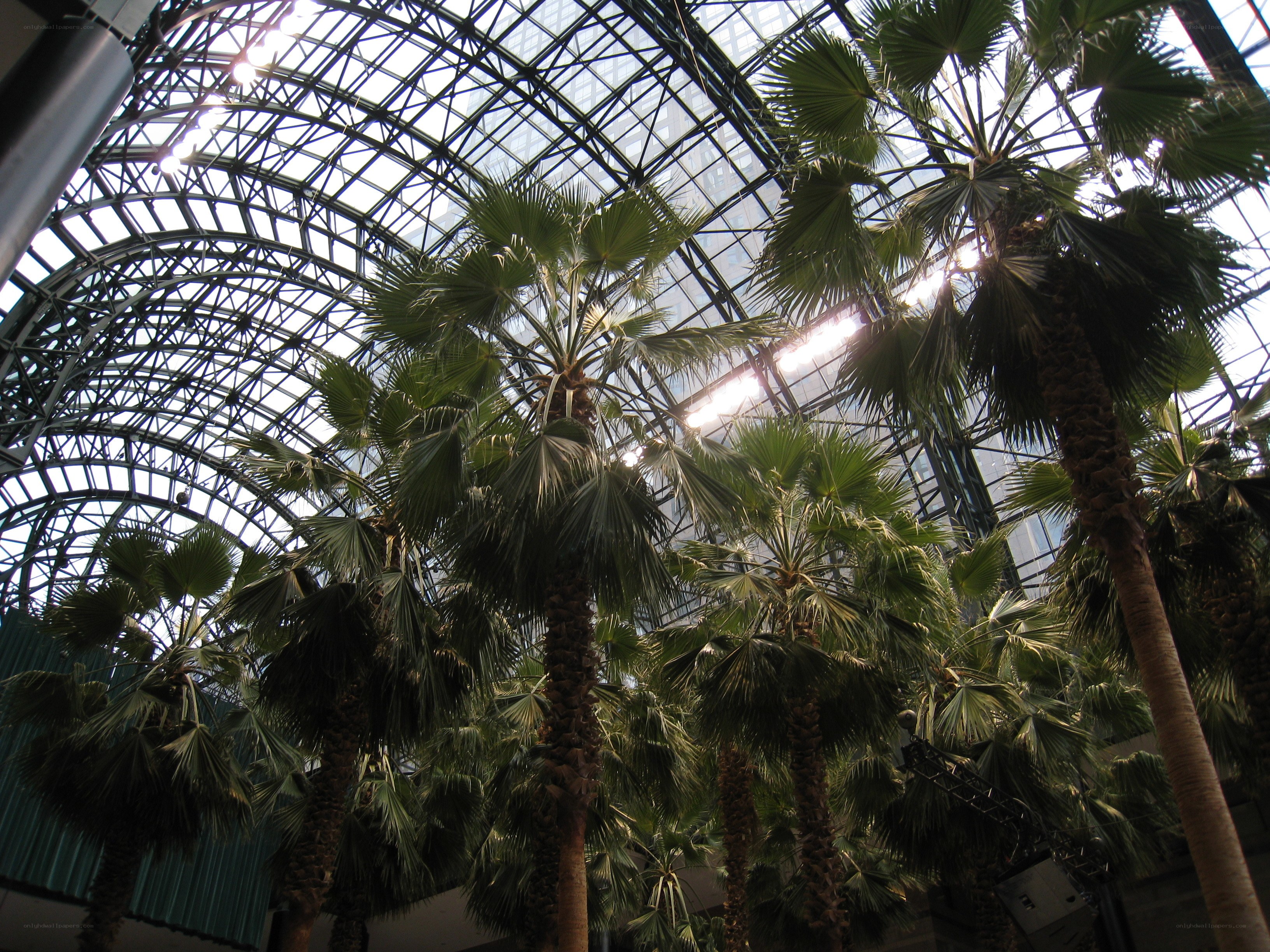 Palm trees in glass conservatory