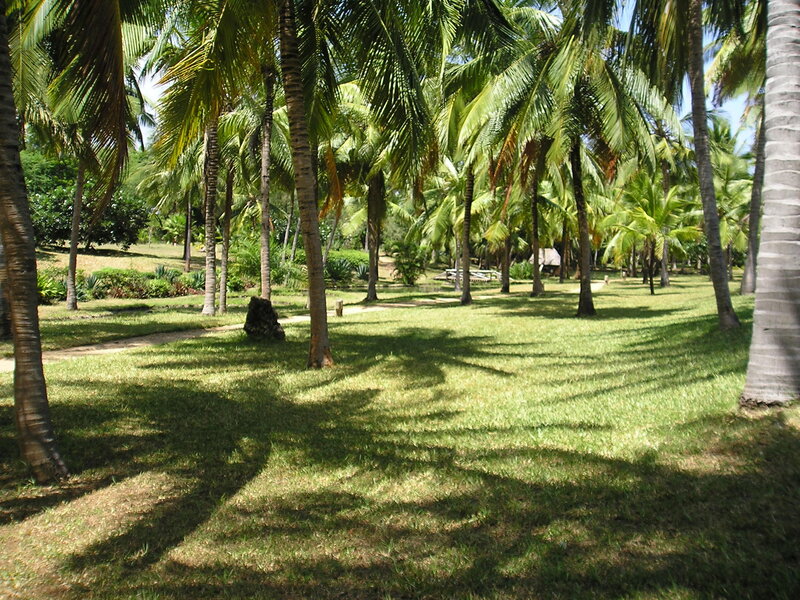 Palm Trees in Grass