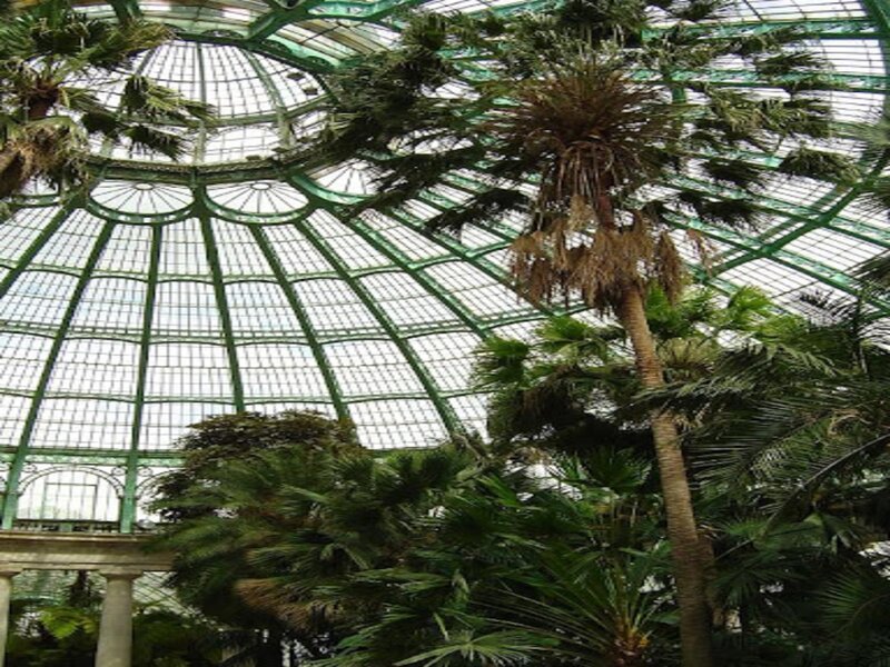 Palm Trees in Greenhouse