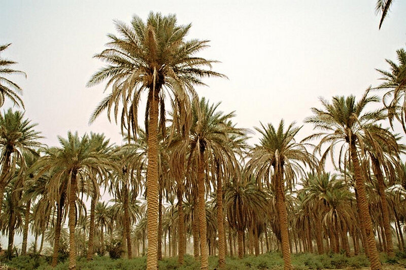 Palm Trees in Grove