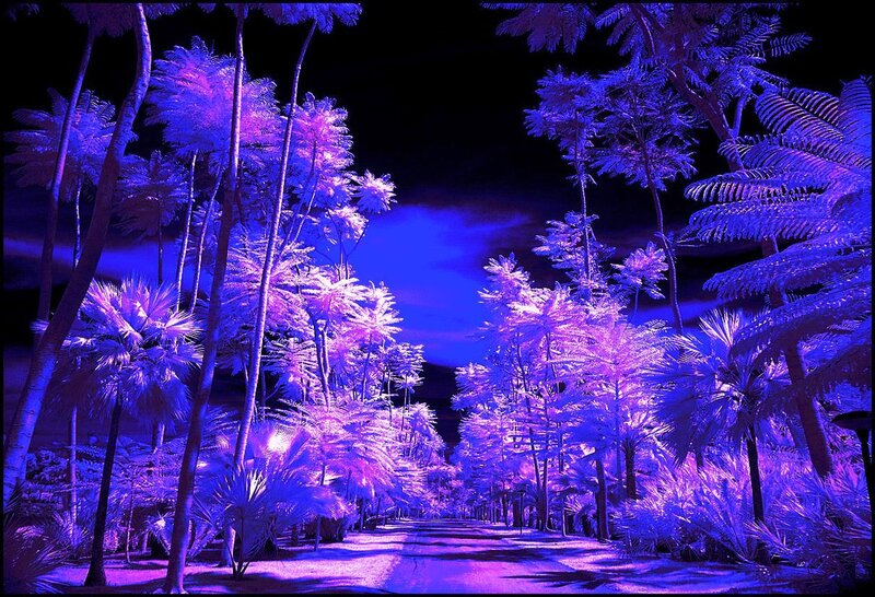 Palm Trees in Infrared — Purple