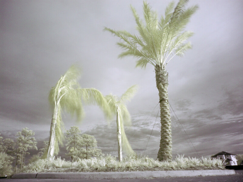 Palm trees in infrared