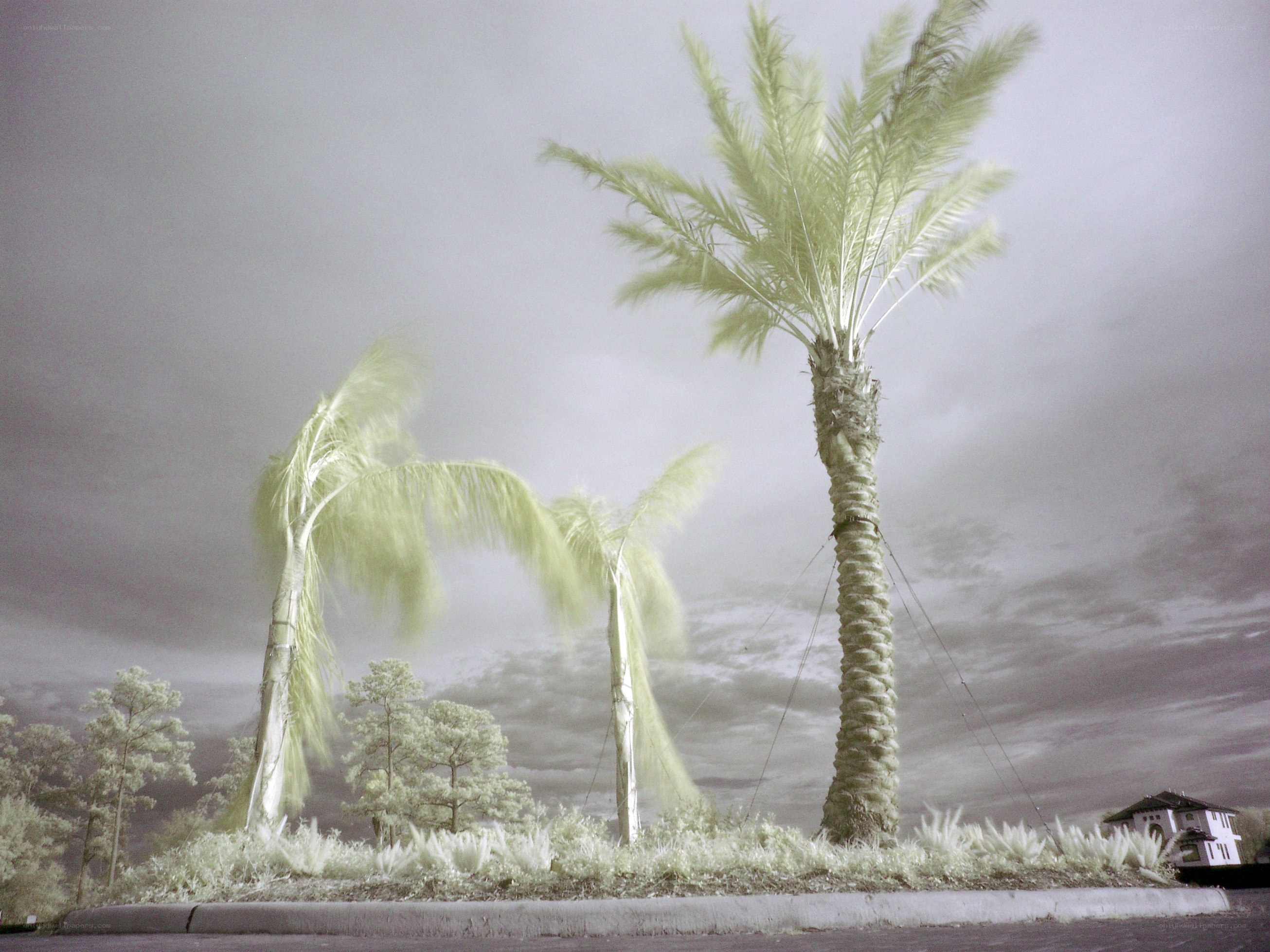 Palm trees in infrared