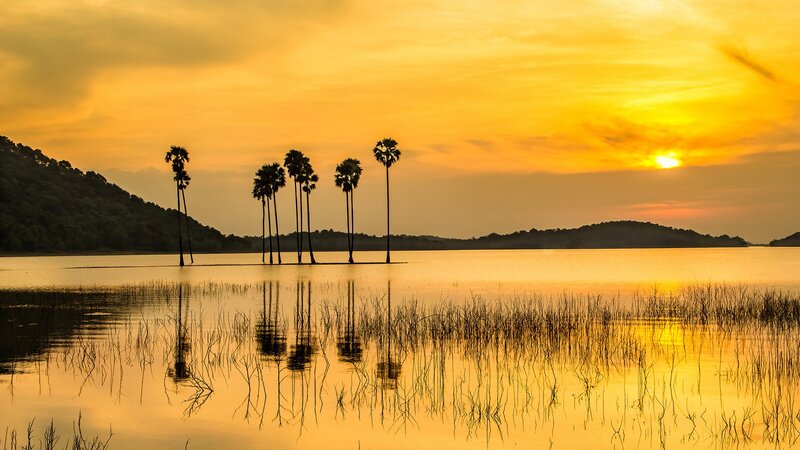 Palm Trees in Lake