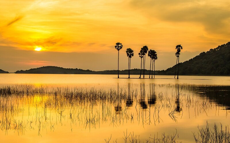 Palm Trees in Lake — Yellow