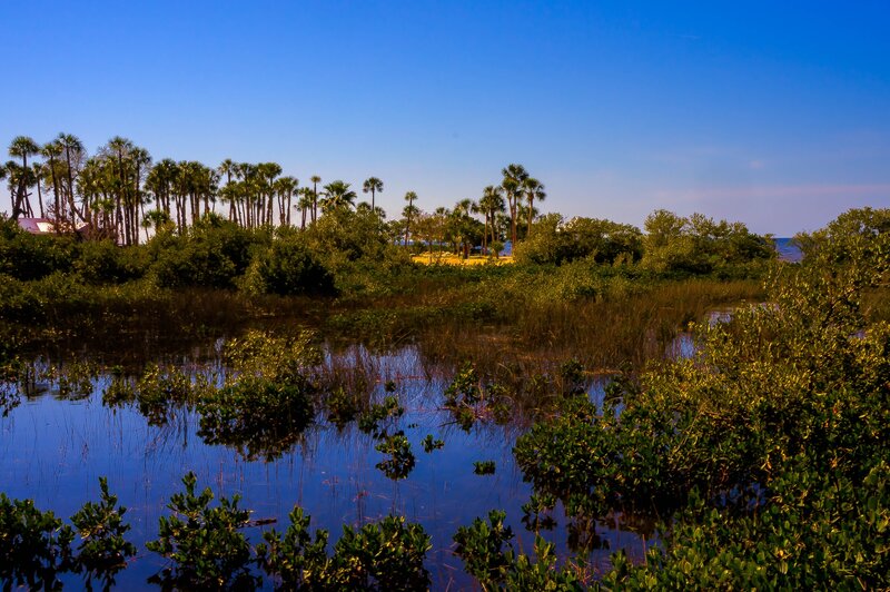 Palm Trees in Marsh