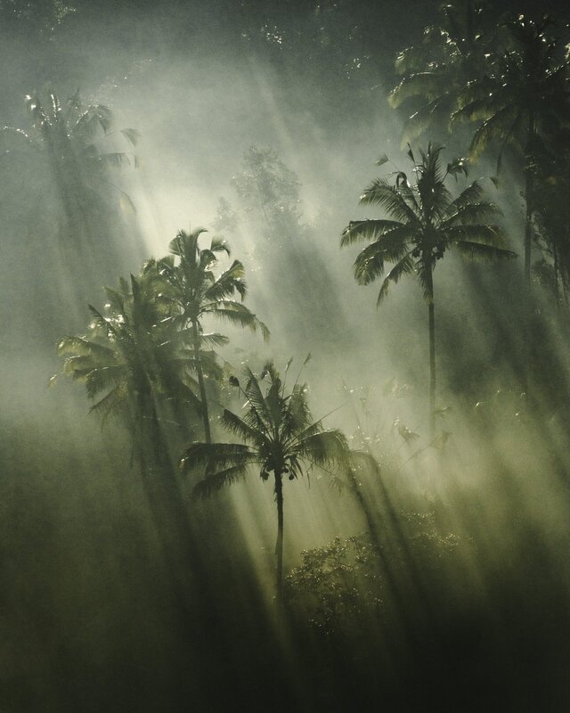 Palm Trees in Mist