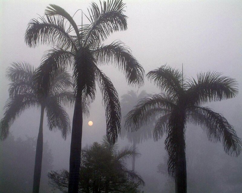 Palm trees in morning fog