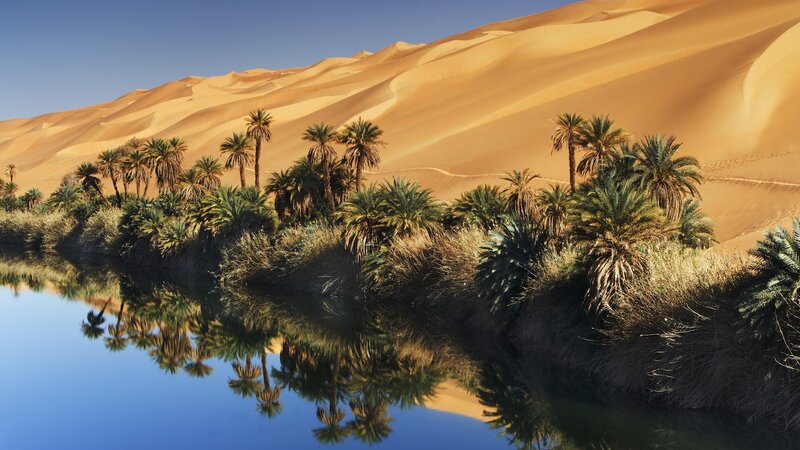 Palm Trees in Oasis — Blue, Serene, Afternoon, Photograph, Sand Dunes