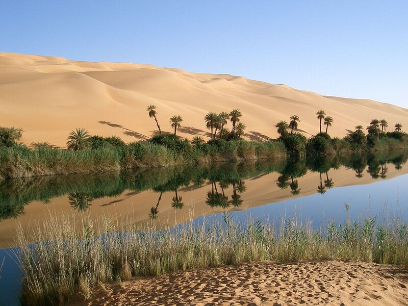 Palm Trees in Oasis — Blue, Serene, Afternoon