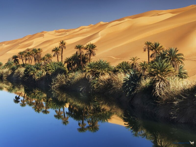 Palm Trees in Oasis — Blue, Serene