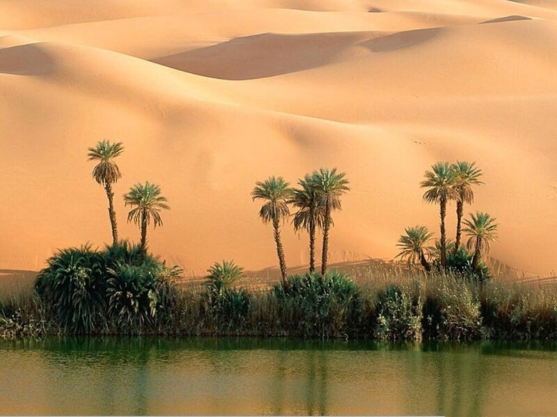 Palm Trees in Oasis — Brown