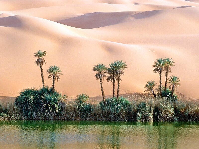 Palm Trees in Oasis — Green, Serene