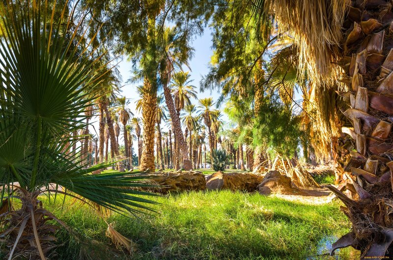 Palm Trees in Oasis — Green