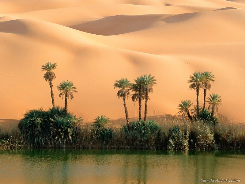 Palm Trees in Oasis — Orange, Serene, Sunset, Photograph