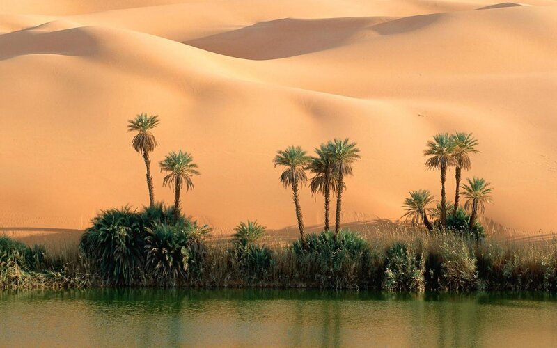 Palm Trees in Oasis — Orange, Serene, Sunset