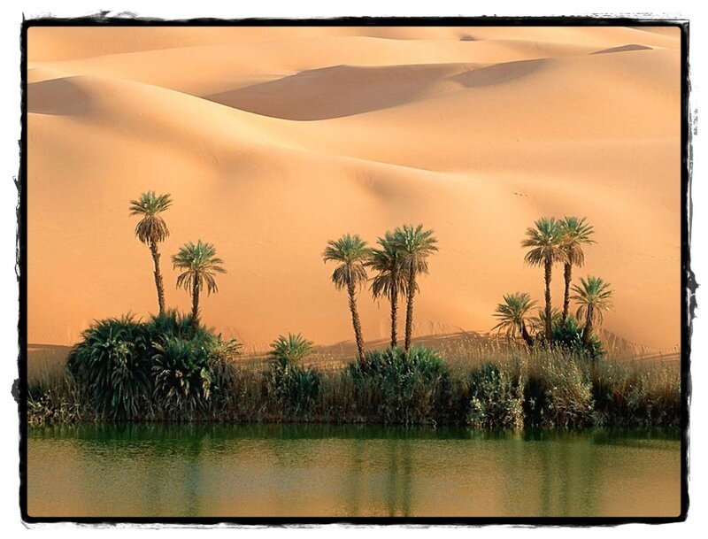 Palm Trees in Oasis — Orange, Serene