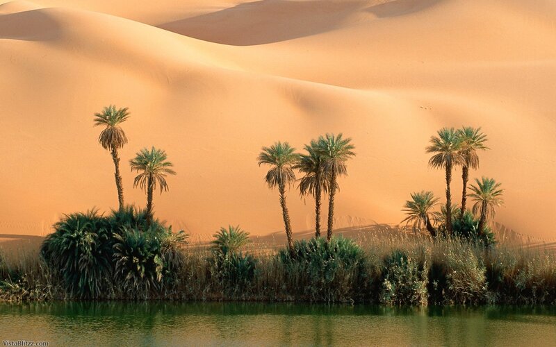 Palm Trees in Oasis — Orange