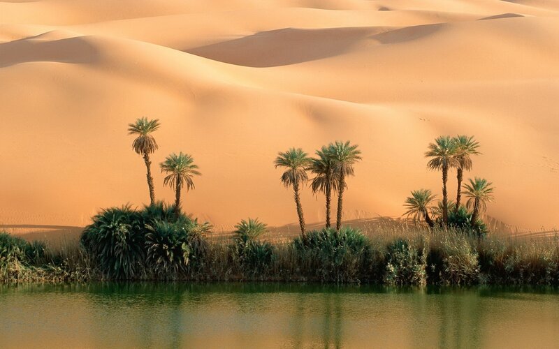 Palm Trees in Oasis