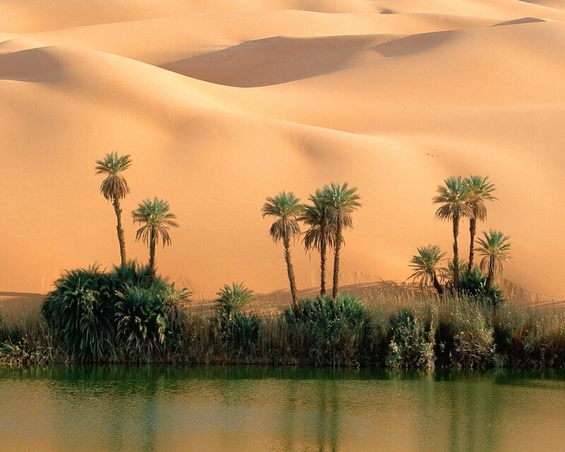 Palm Trees in Oasis — Water