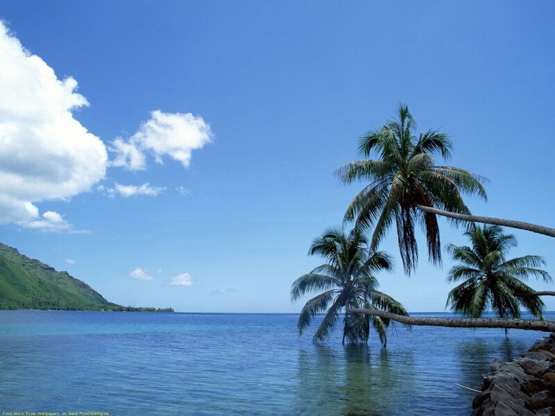 Palm Trees in Ocean