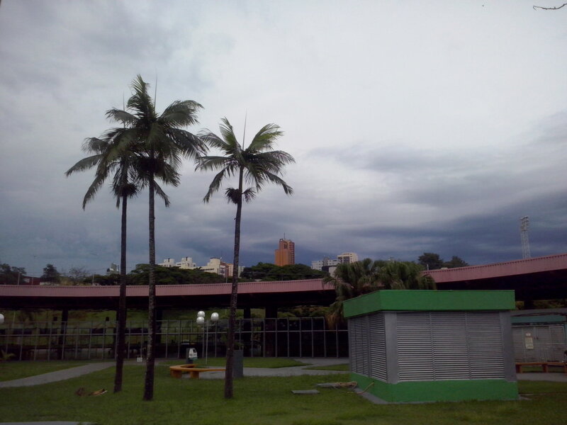 Palm Trees in Park — Gray