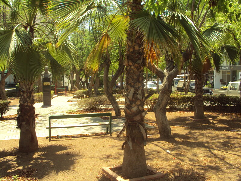 Palm Trees in Park — Green, Serene, Afternoon, Photograph, Bench