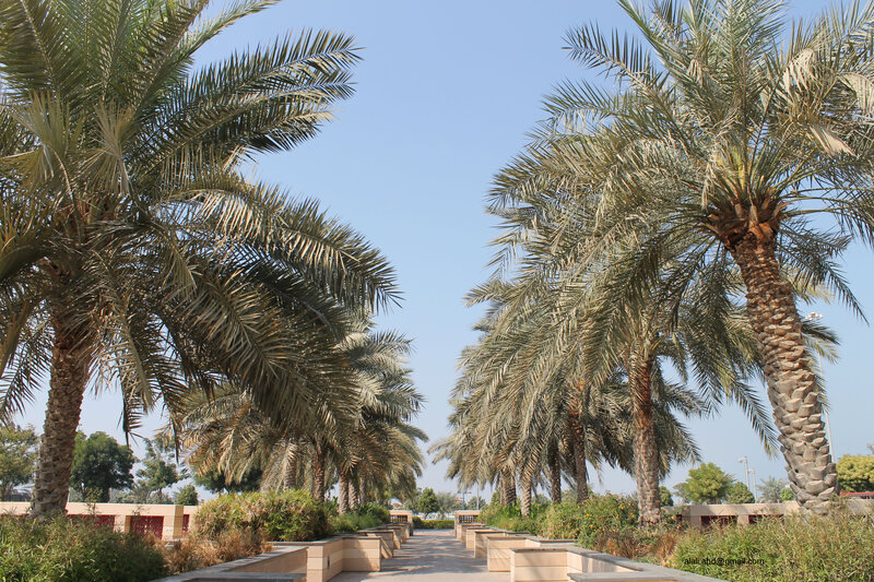 Palm Trees in Park — Green