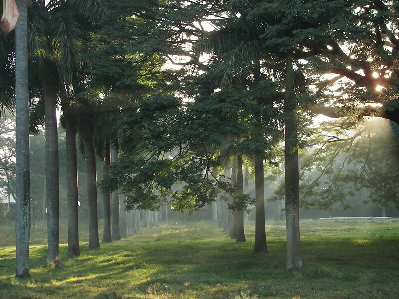 Palm Trees in Park
