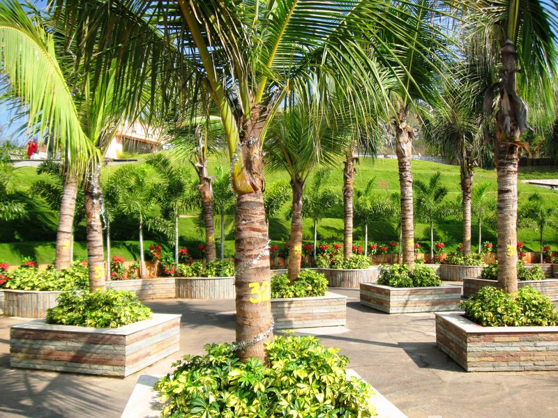 Palm Trees in Planters