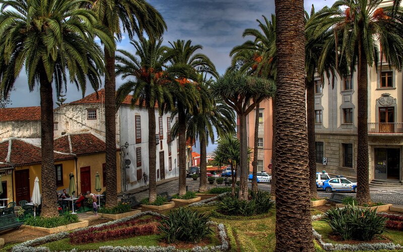 Palm Trees in Plaza — Green