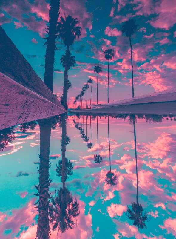 Palm Trees in Puddle