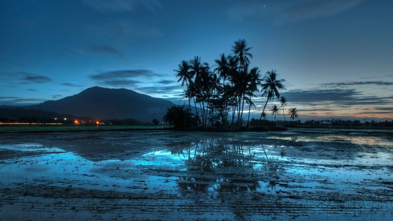 Palm Trees in Rice Field — Blue, Serene, Night, Photograph