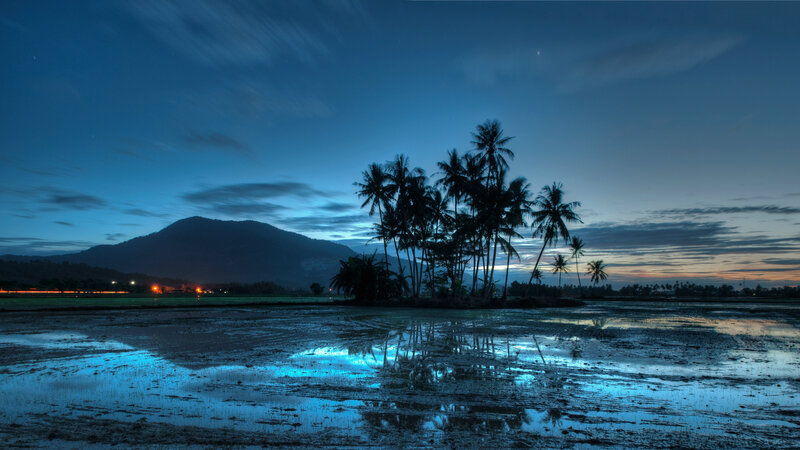 Palm Trees in Rice Field — Blue