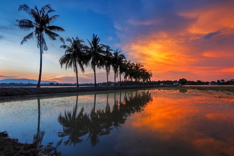 Palm Trees in Rice Field — Orange, Serene, Sunset
