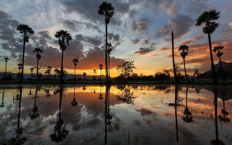Palm Trees in Rice Field — Orange, Serene