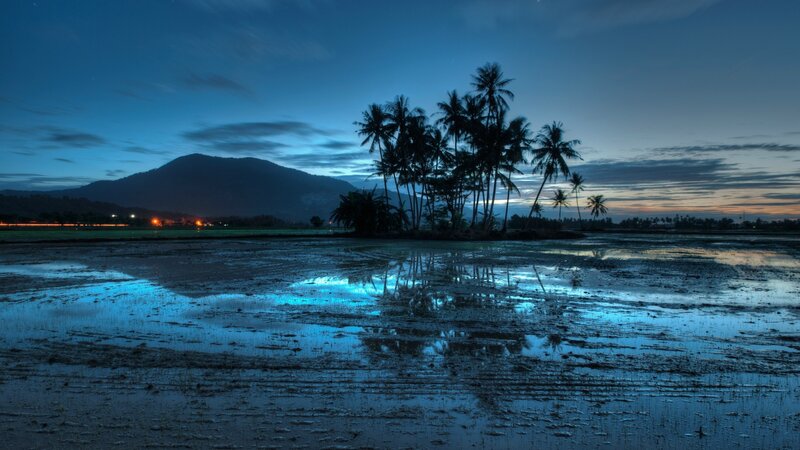 Palm Trees in Rice Field