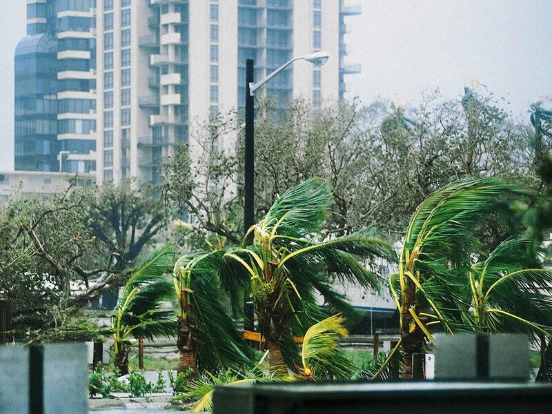 Palm Trees in Storm