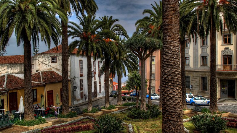 Palm Trees in Town Square