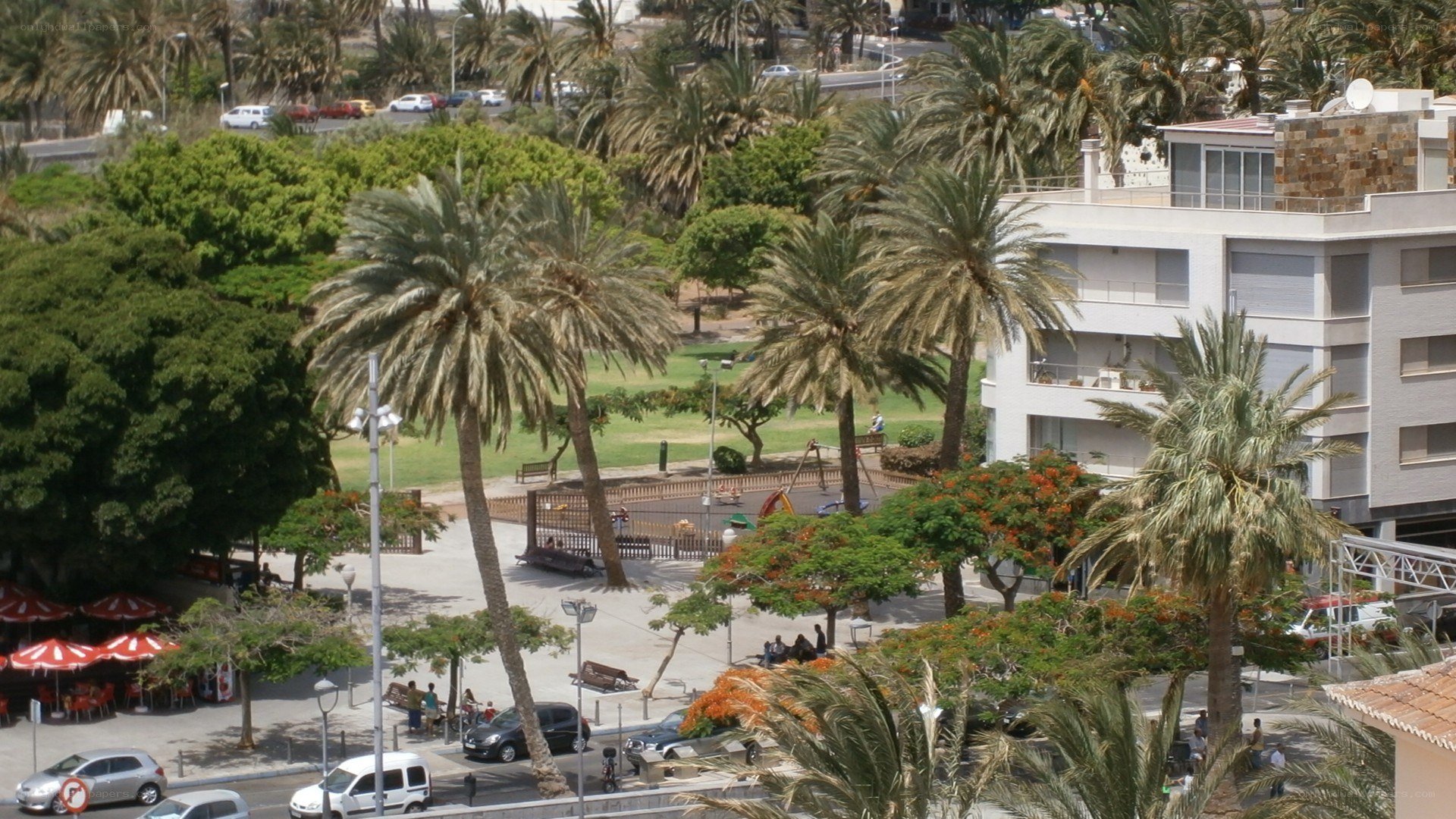 Palm trees in urban park