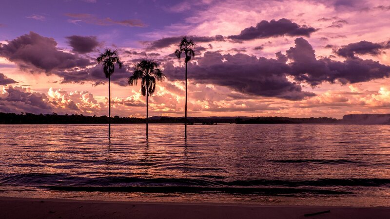Palm Trees in Water — Purple