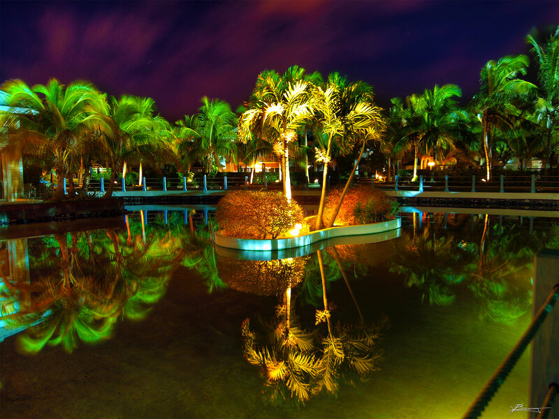 Palm Trees in Water