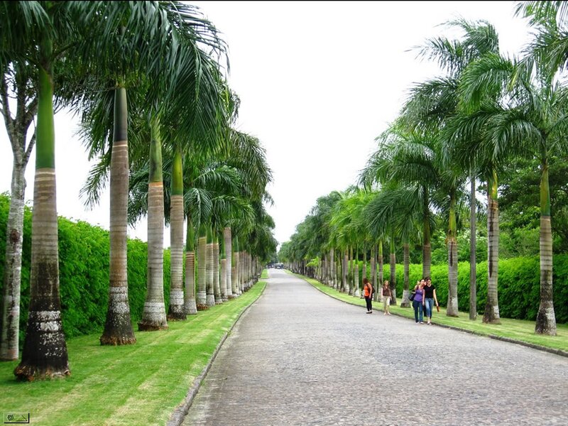 Palm Trees Lining Path