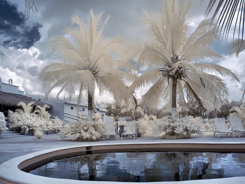 Palm Trees Near Pool