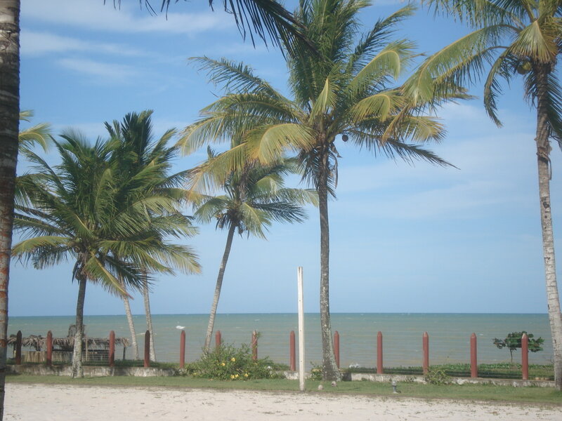palm trees on a beach