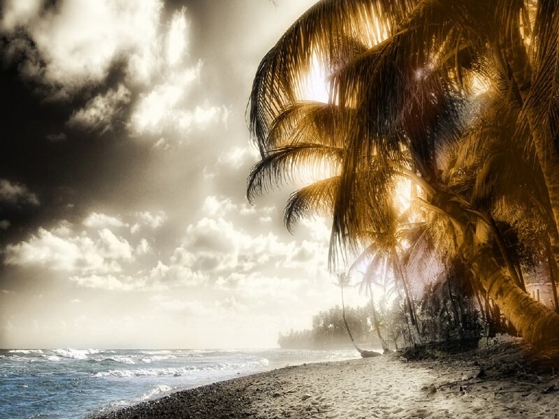Palm trees on a beach at sunset