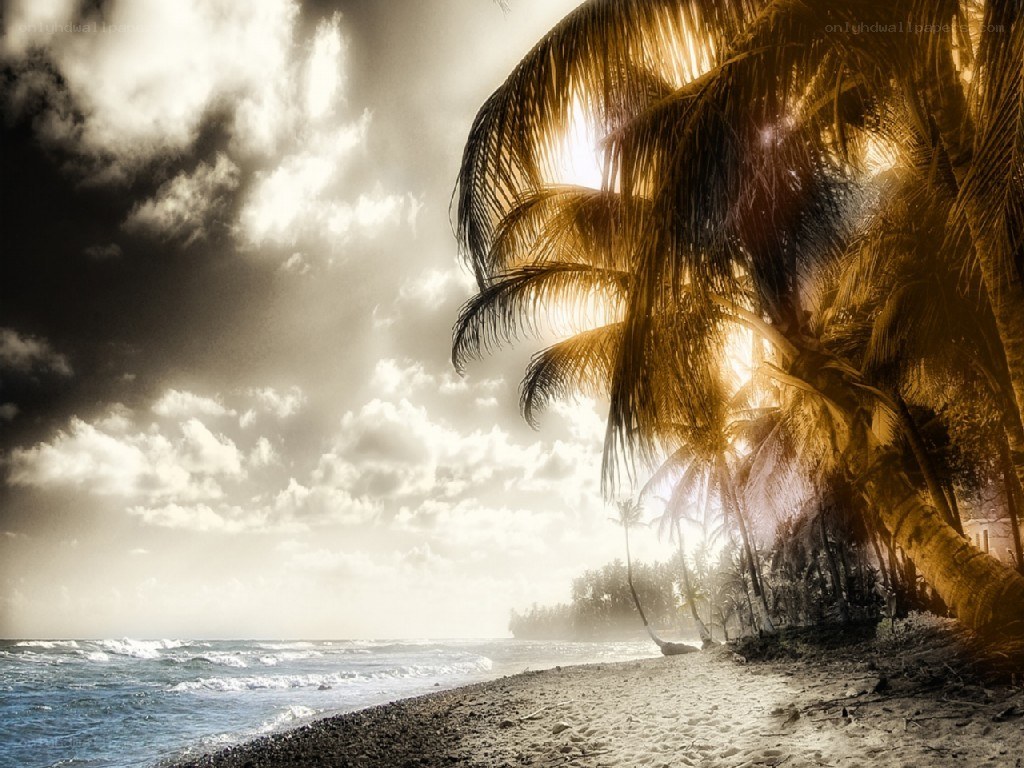 Palm trees on a beach at sunset