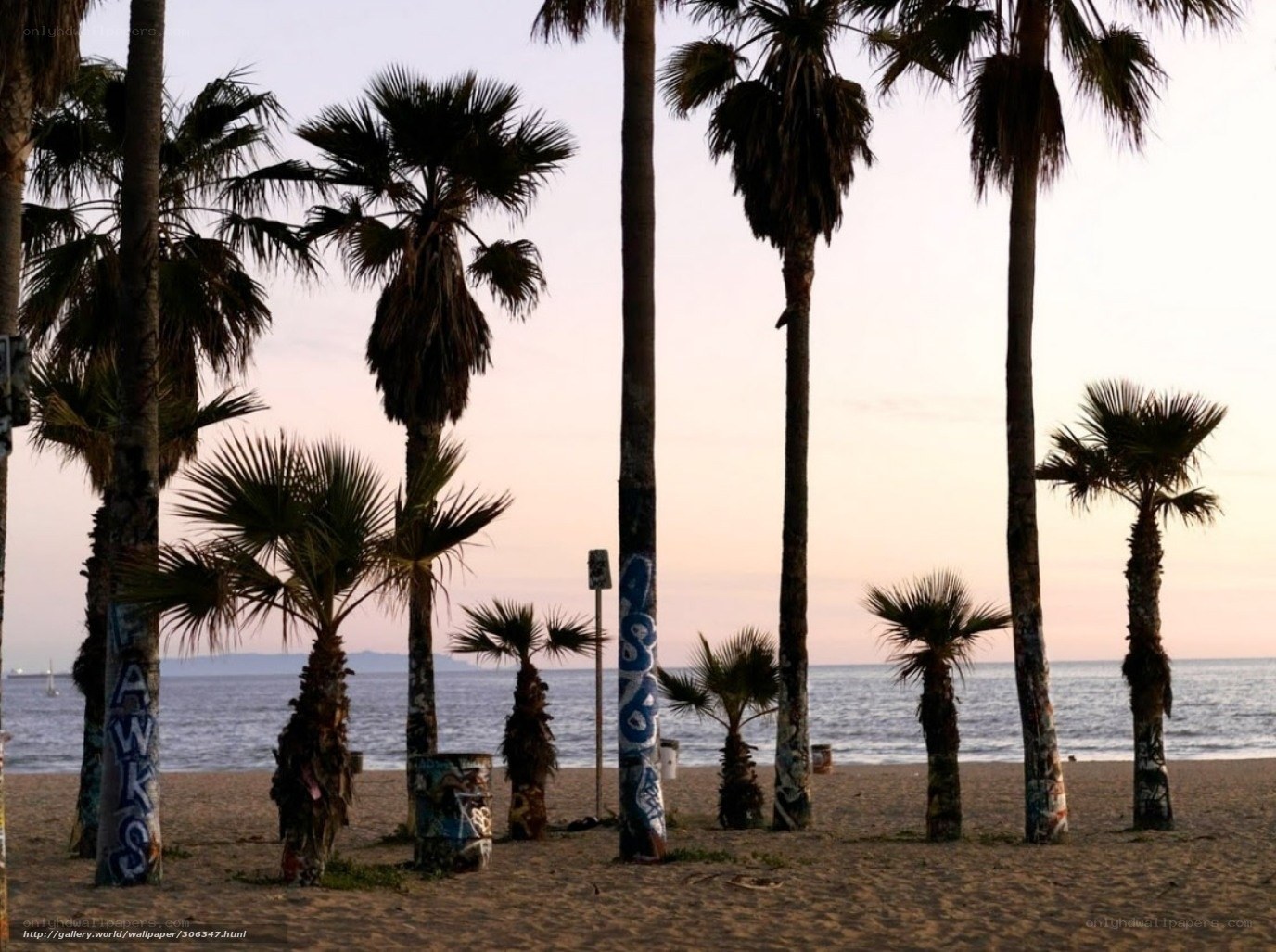 palm trees on a beach at sunset